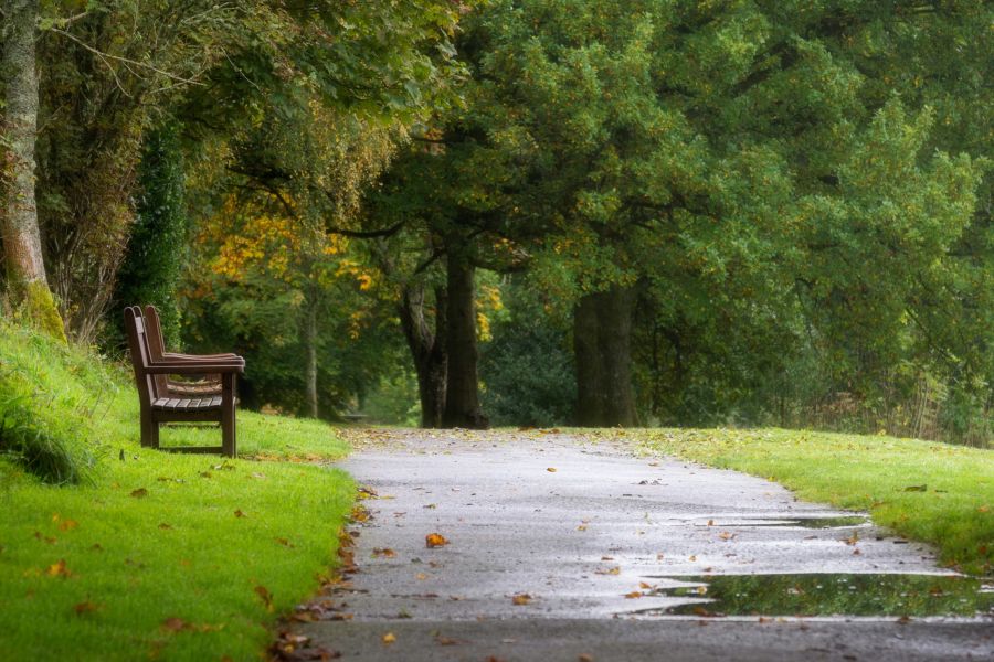 An empty wooden bench beside a tranquil, tree-lined path in a park, featuring puddles that reflect the branches overhead after a light rain.